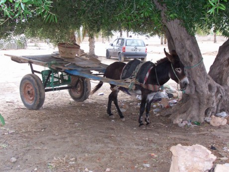 Dovolena Djerba 2007 168.jpg