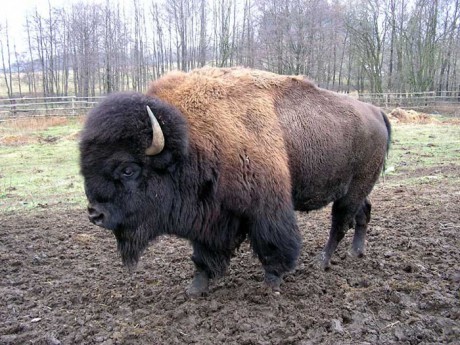 Big bizon.jpg