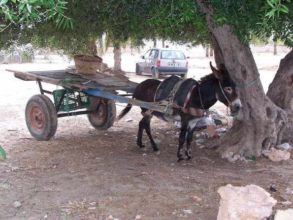 Dovolena Djerba 2007 168.jpg