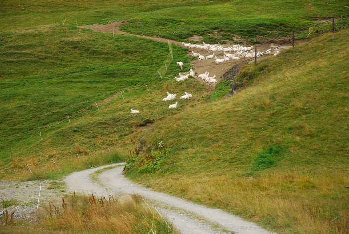 Routes des Grandes Alpes 2014 (207)